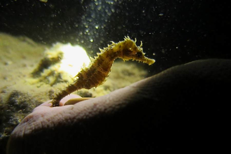 Akkum Tesisimizde Gece Dalışı