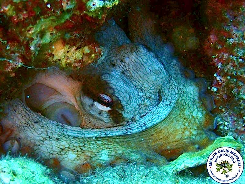 02-03 Haziran 2018 Fethiye Dalış Turu