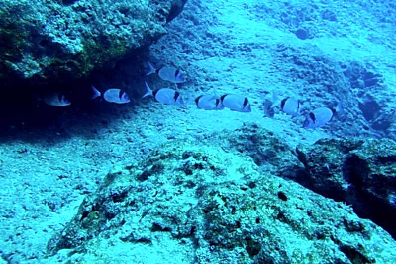 Eylül 2016 Kaş Kanyon Dalışı