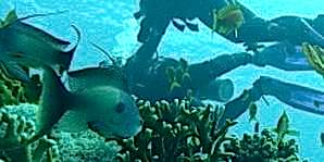 Milliyet - Mersin Dalış Tutkunlarının Gözdesi Oldu