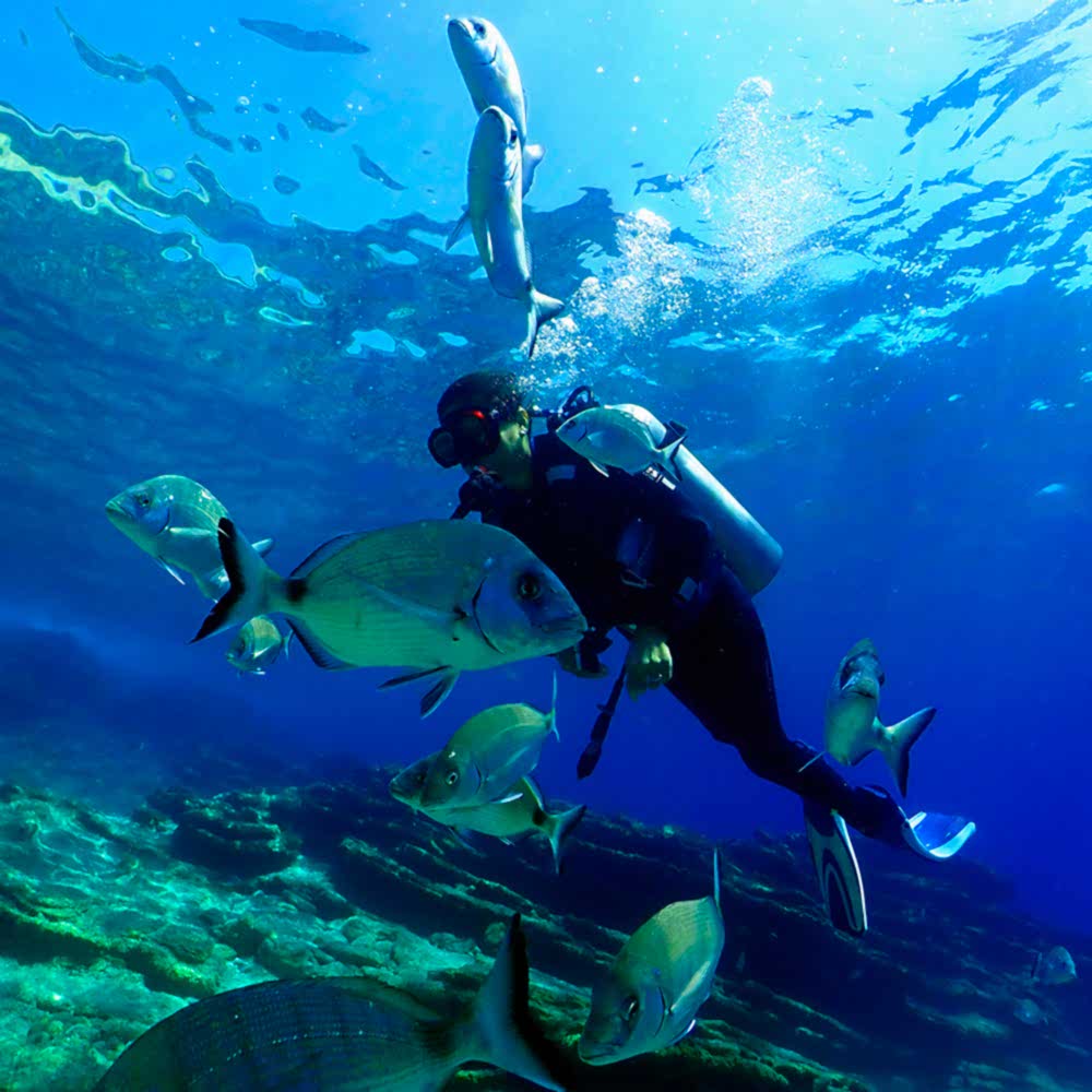 Dalışa Karar Vermek